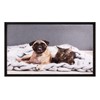 012 Cat and Dog