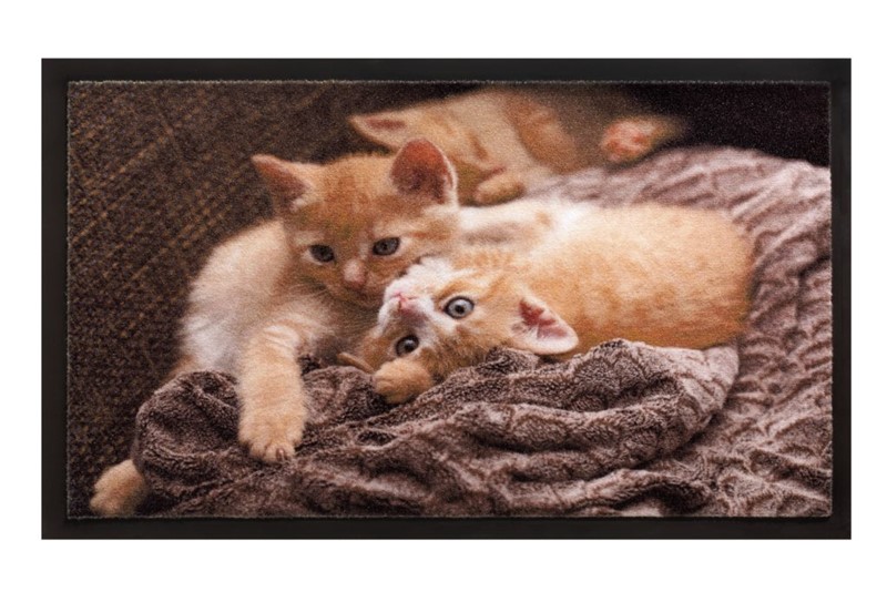 Hamat 585 Image 40x60 013 Cats 40x60