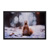 018 Squirrel
